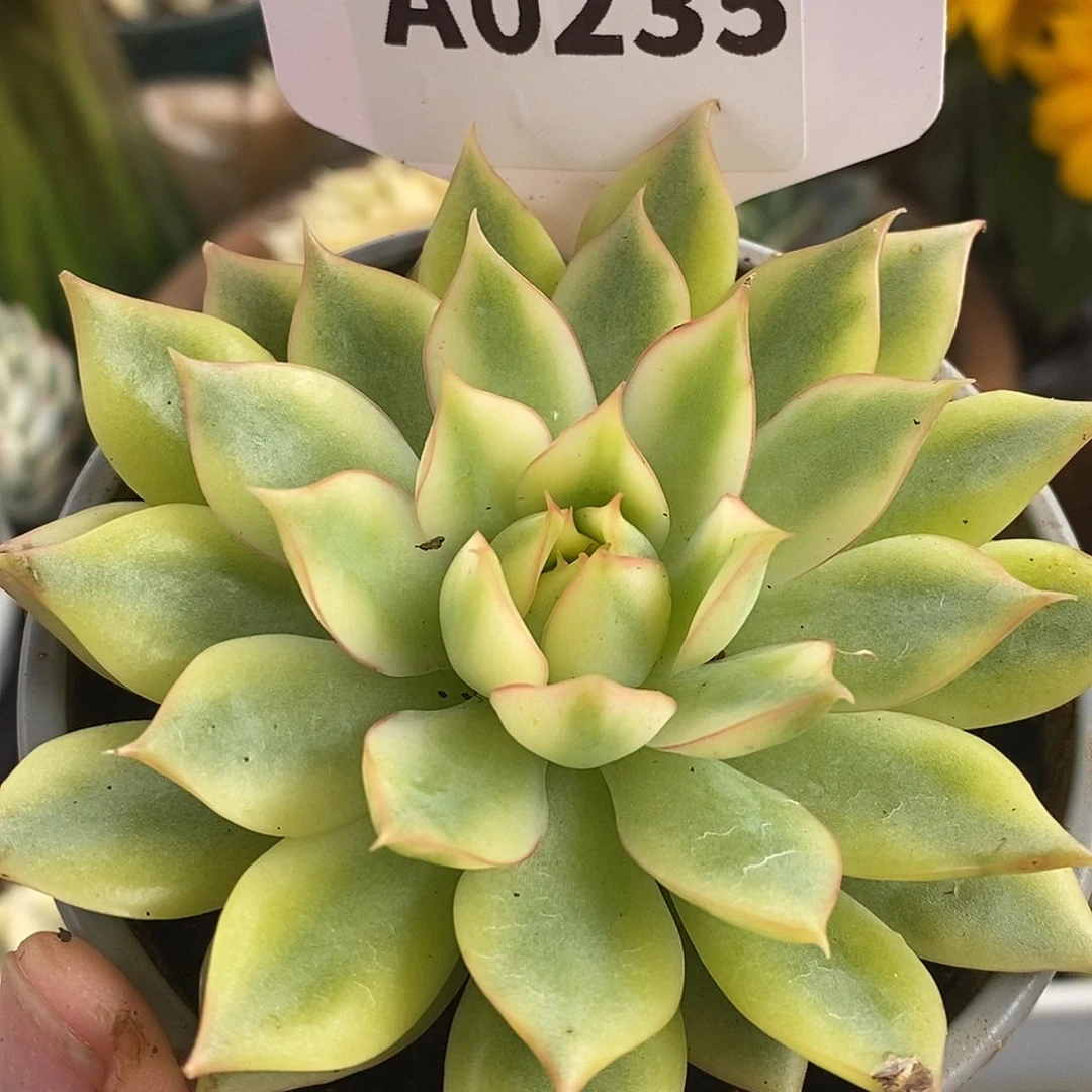 235宝莲灯哈哈哈哈哈