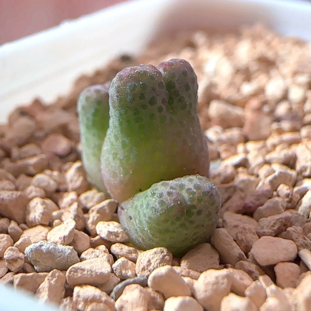 1605/955d斑马/////