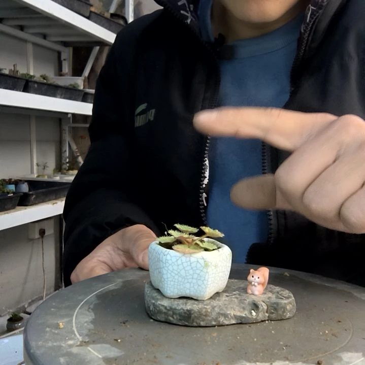 时****？小盆景小植物一物一拍185