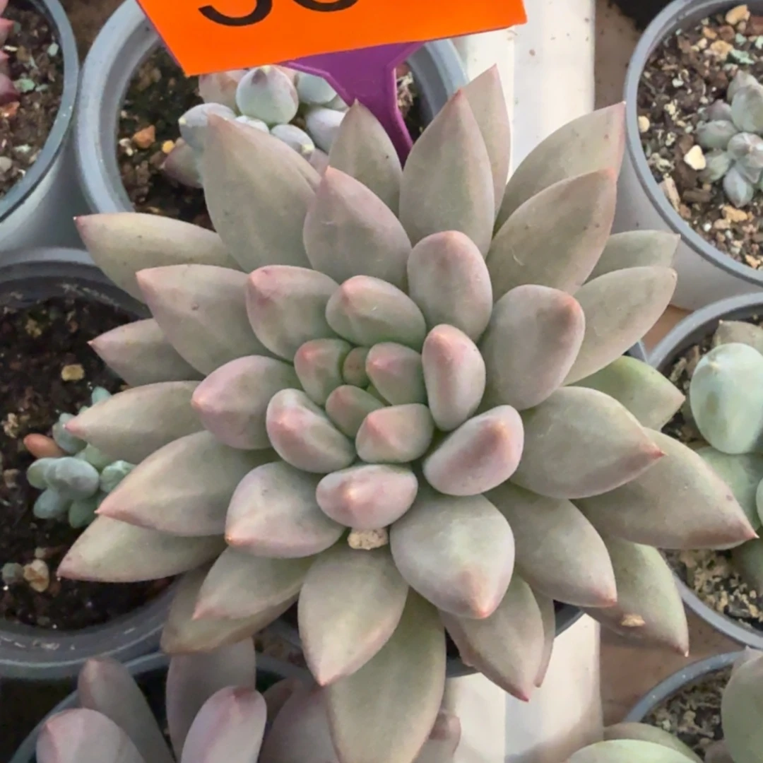 水晶球一物一拍366