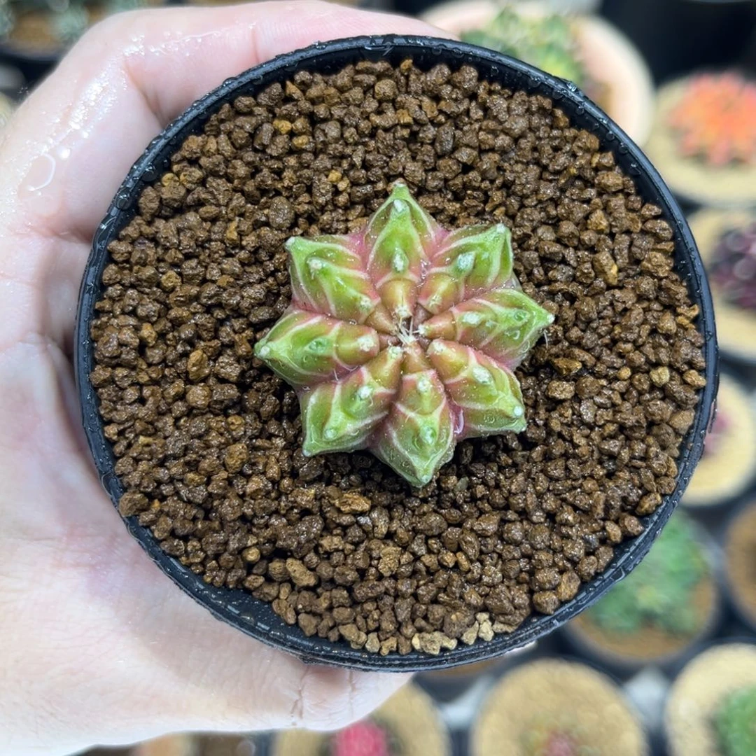 开播福利螺旋轮回—————————-