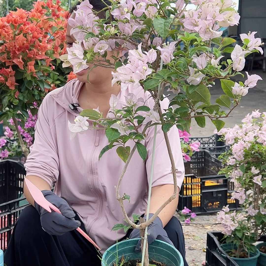 用***8大部分花苞少量开放D94苹果花