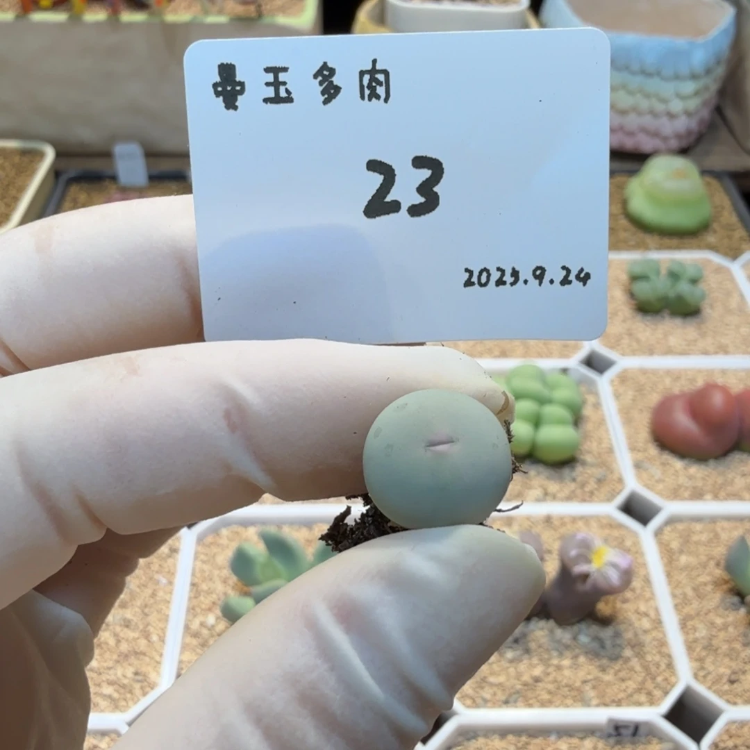 ****多肉多肉多肉9.24-023 V嘴433