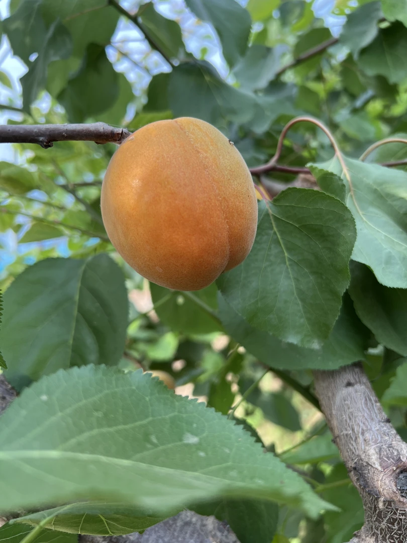 山西运城大黄杏金太阳酸甜杏水果孕妇水果