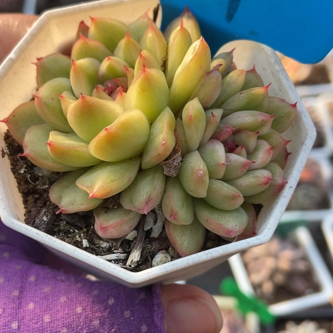 861冰天使锦多肉植物