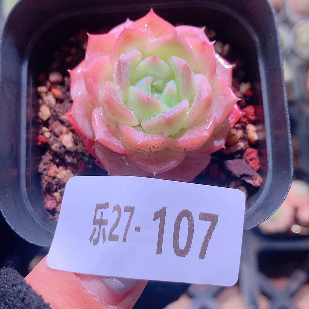 乐然27-107 纯爱单头