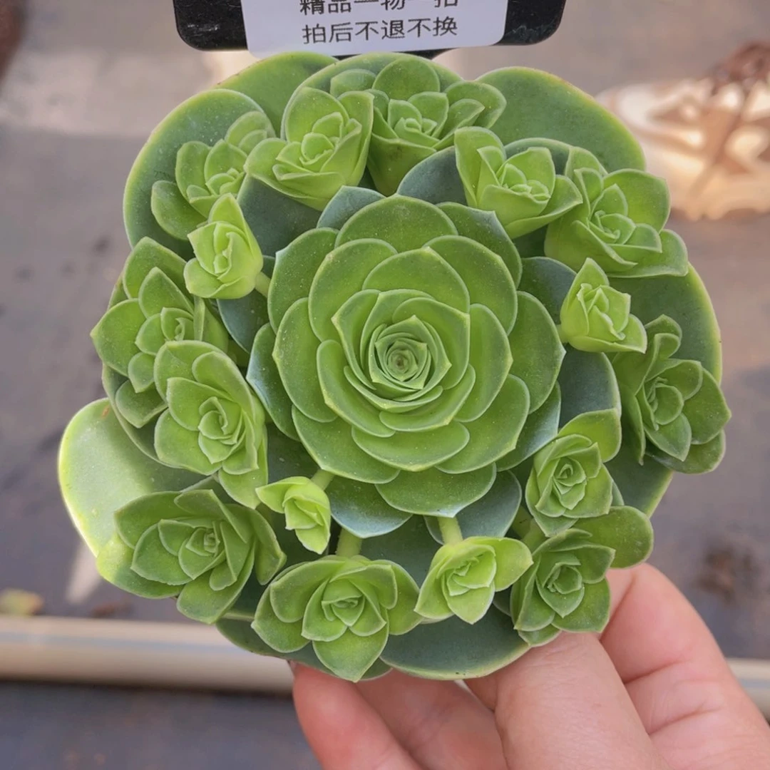 小玉玫瑰一物一拍526