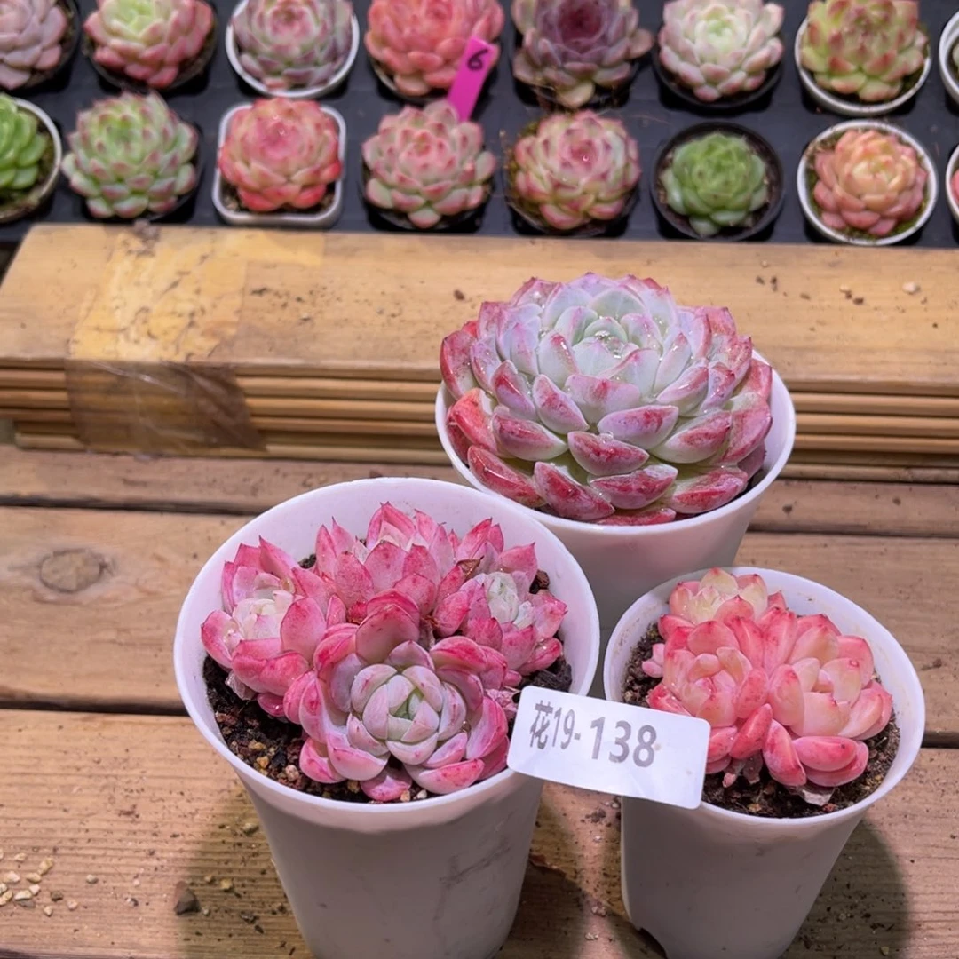 花19-138白桃➕刚毅➕孤星