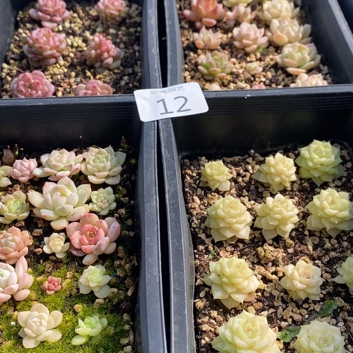 12 多肉植物盆栽花卉