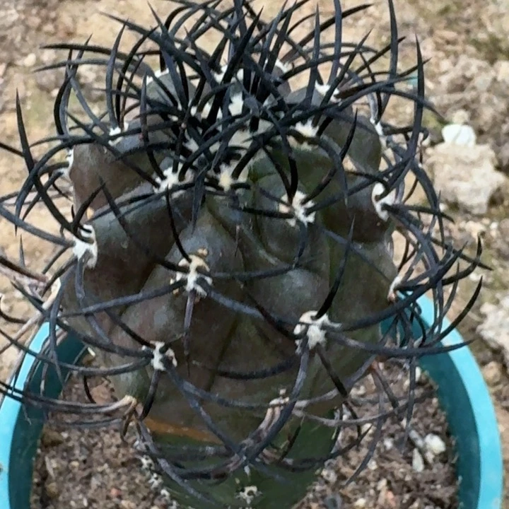 无花朵福利苗接栗星玉238