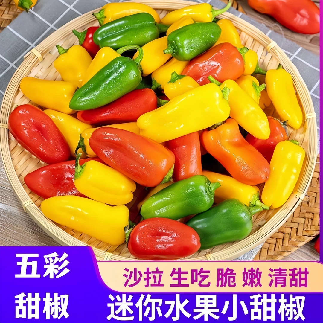 山东迷你水果彩椒当季新鲜五彩甜椒生吃红灯笼小辣椒沙拉蔬菜