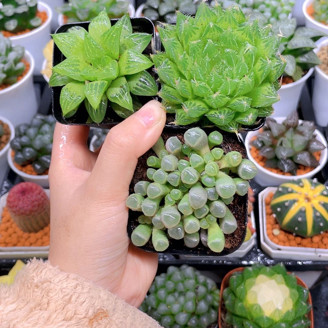 玉露三件套多肉，原盆