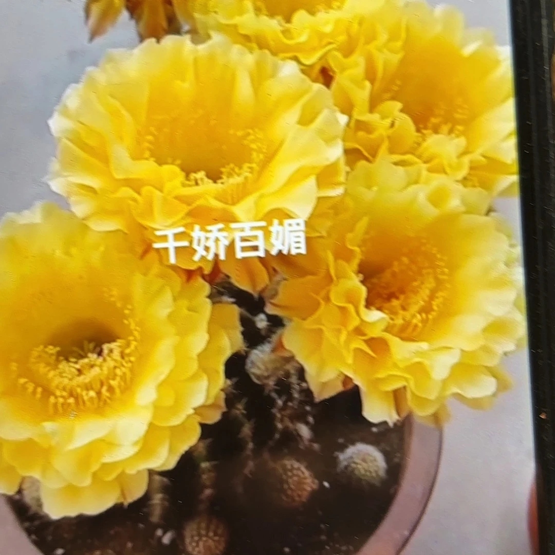 娇媚彩侧牙20包邮仙人球27