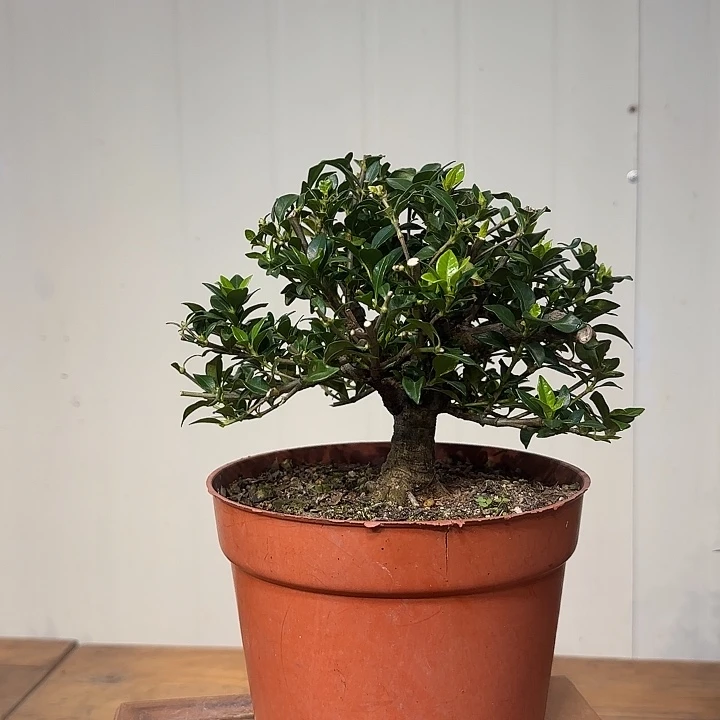 演***光无花朵寿星栀子花