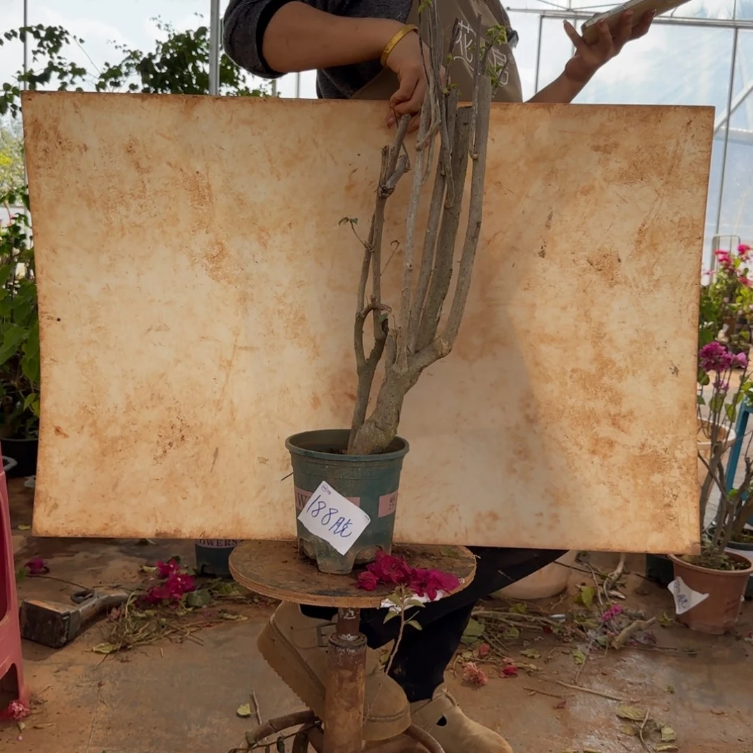 大部分花苞少量开放怡景 188脱