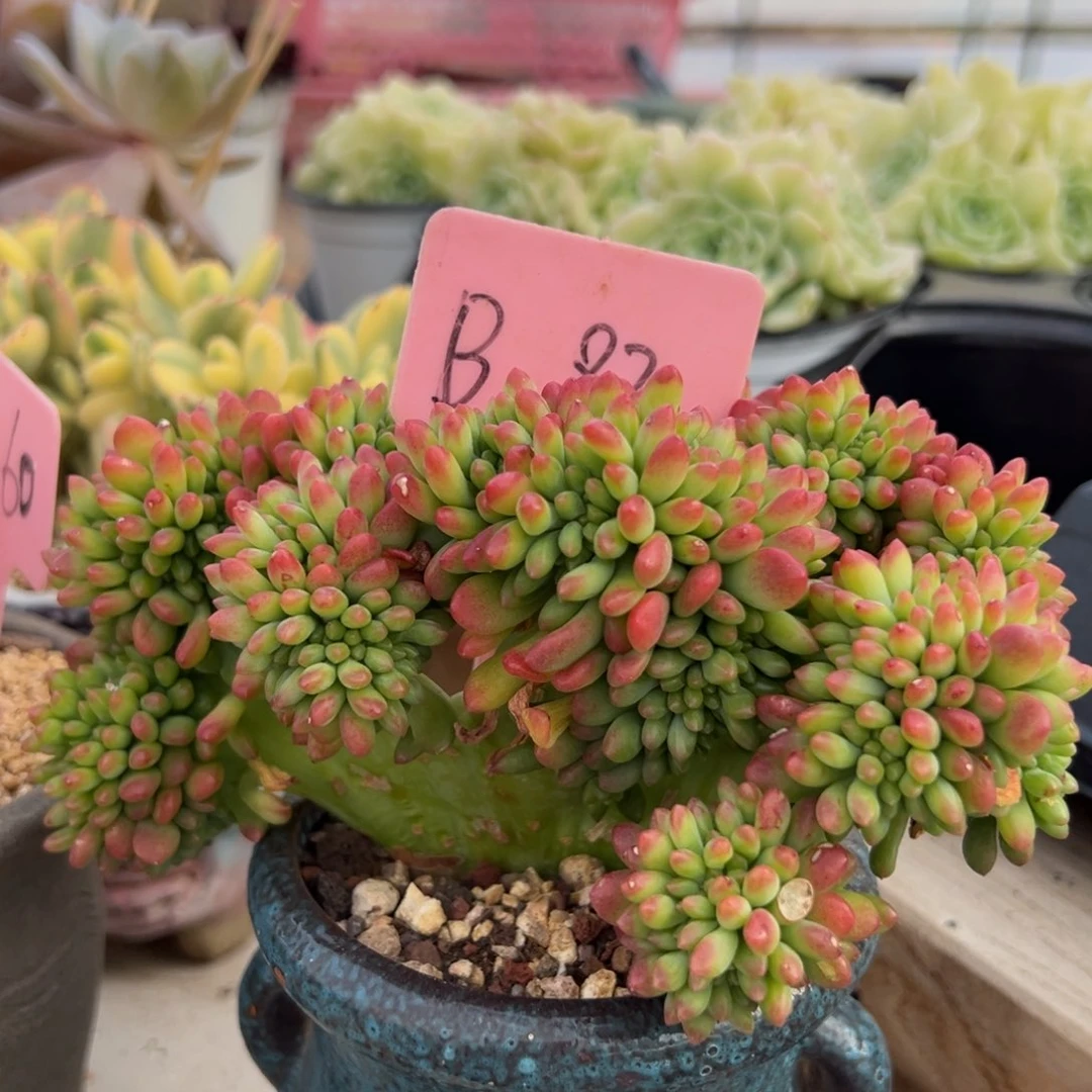 多肉植物一物一拍