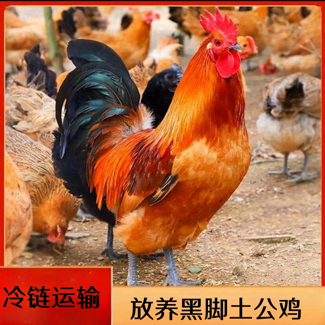 【山咔咔】林间散养黑脚土公鸡 3只毛重14-15斤 带内脏