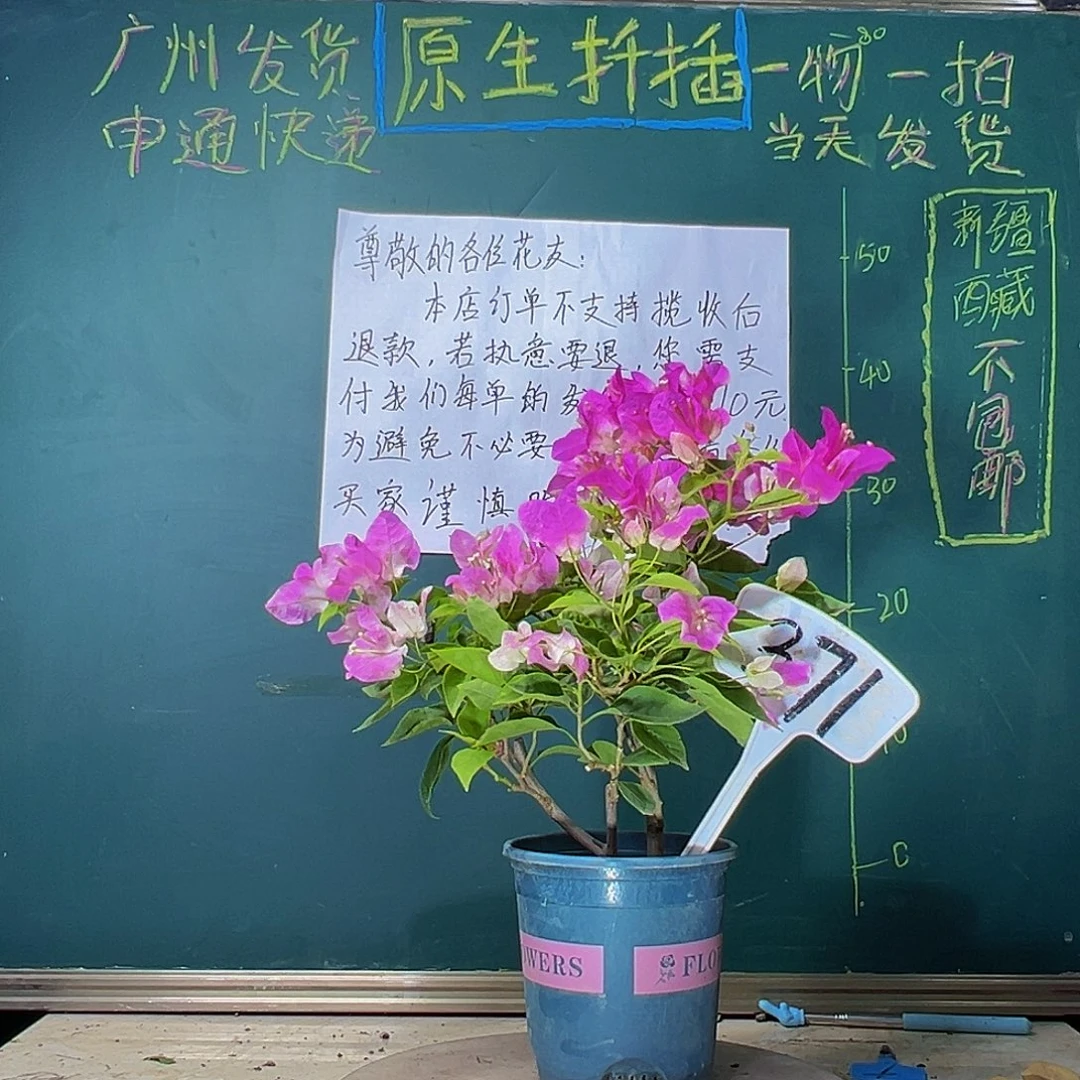 当前无花栽培后可以开花漳红樱 371