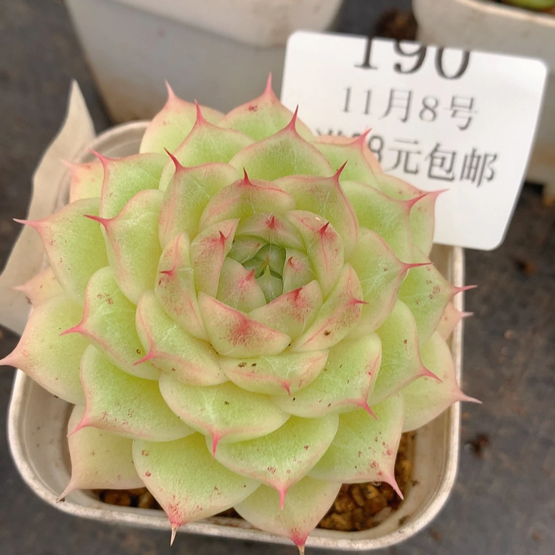 【闪购商品】云190号