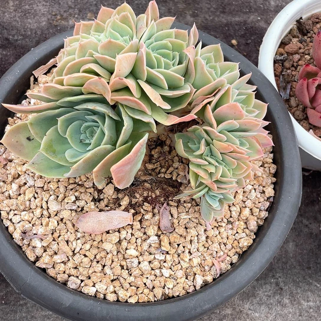 多肉植物一物一拍