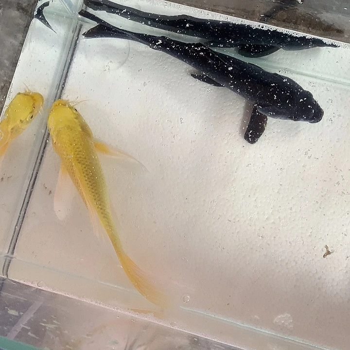锦鲤顺****峰精品龙凤锦鲤20