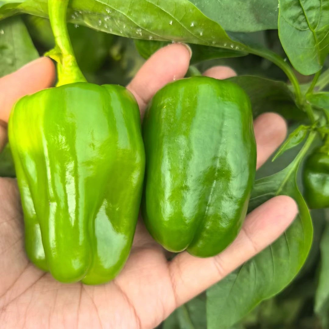 薄皮青椒2斤不辣