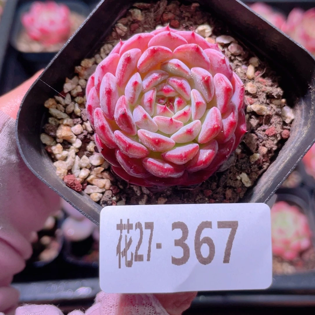 花利美27-367哈尼