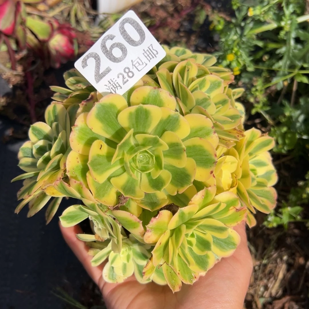 多肉植物260无售后