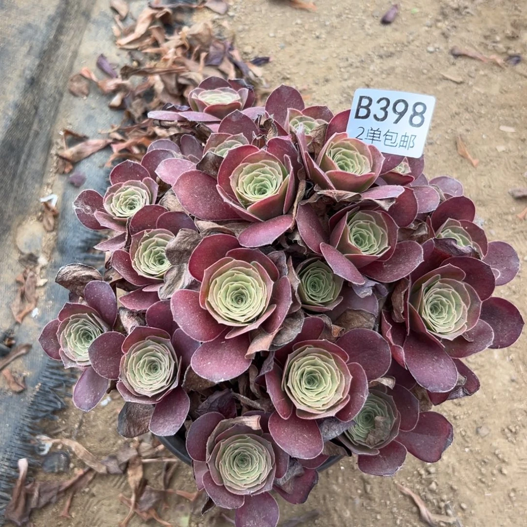 398多肉 魅金玫瑰