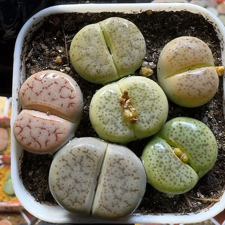生石花1111111。  153
