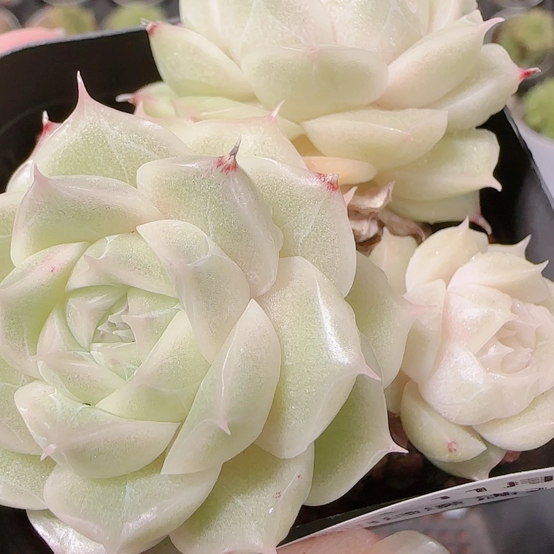 花语逸镜1122-231散