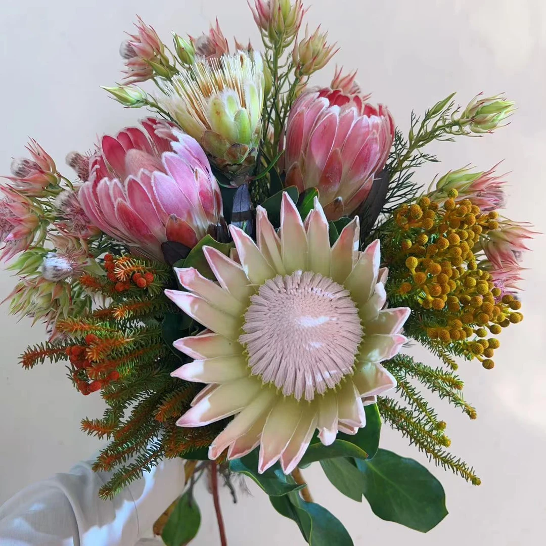一花一木【粉帝王花束】可做干花昆明基地直发顺丰包邮