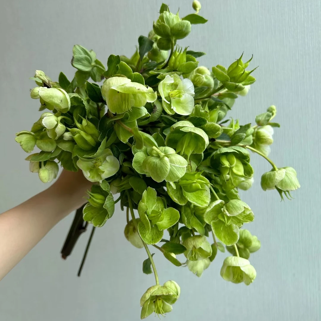 【菟葵】可可爱爱小铃铛鲜花花卉（店内任意三单包邮）