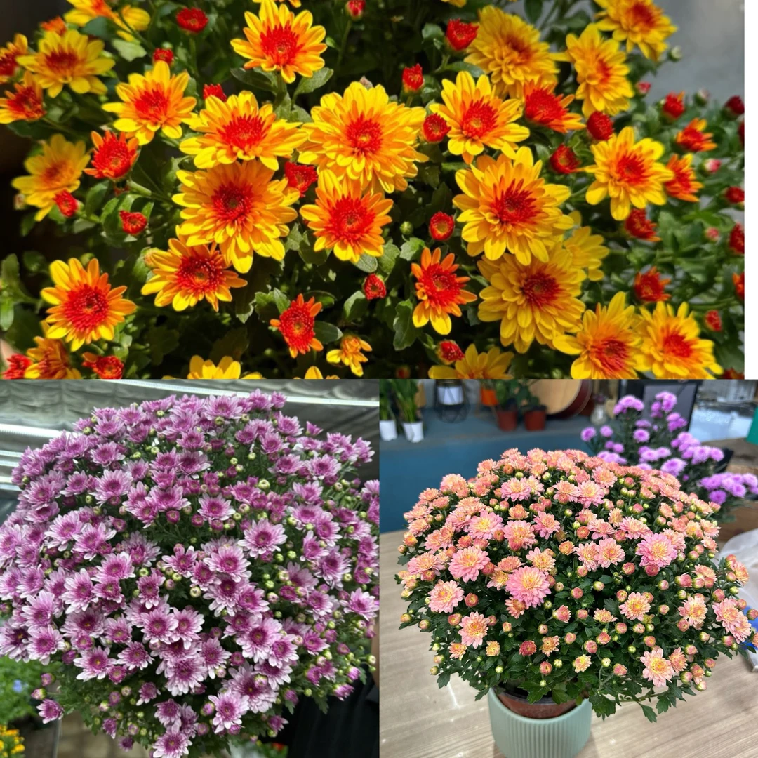 【缤纷甄选】精品千头菊150规格到手三盆三品种