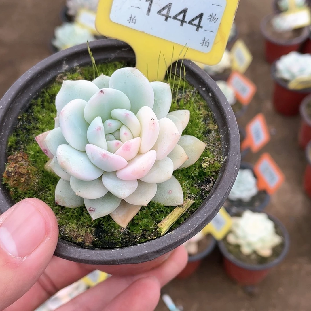 【闪购商品】1444号