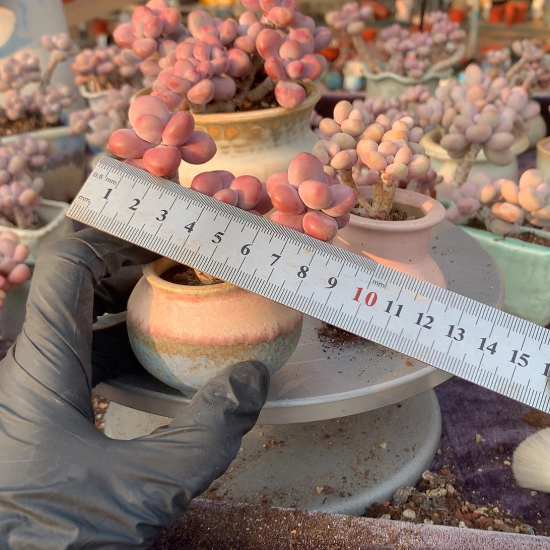 夏***灵35号不带盆偏远不包邮的