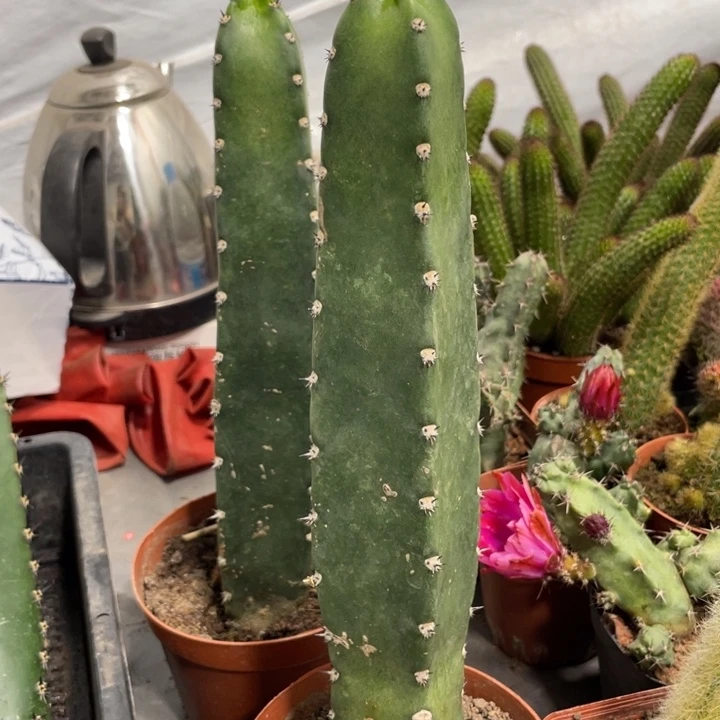 红花袖铺自根一杯8.88