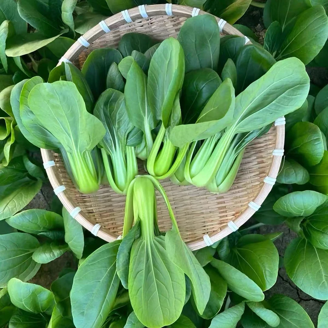 【现采现发】正宗新鲜上海青蔬菜小青菜油菜香菇菜绿叶菜新鲜包邮