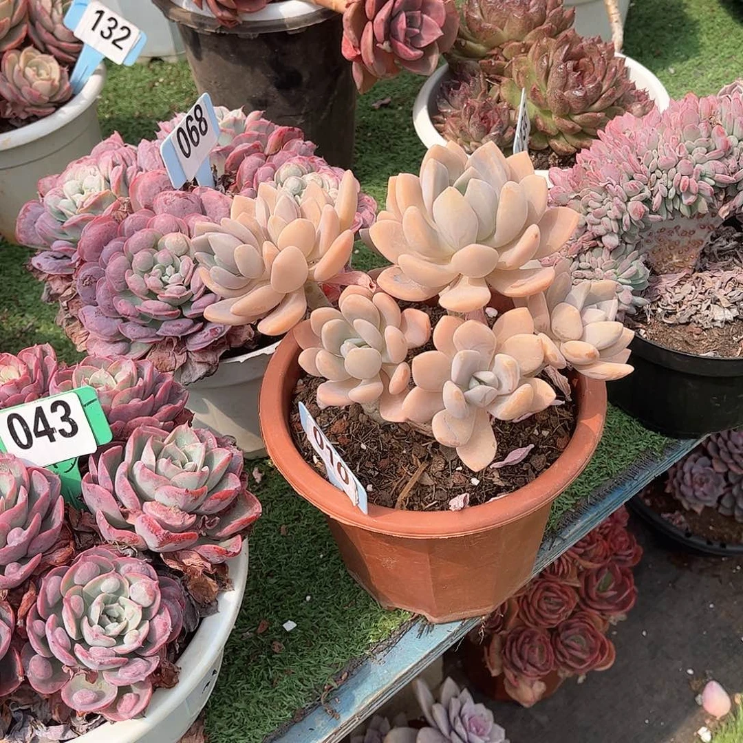 金*冬美人多肉植物010