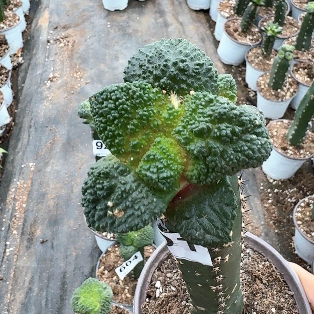 【闪购商品】无花朵l****d大尤哥斯拉901