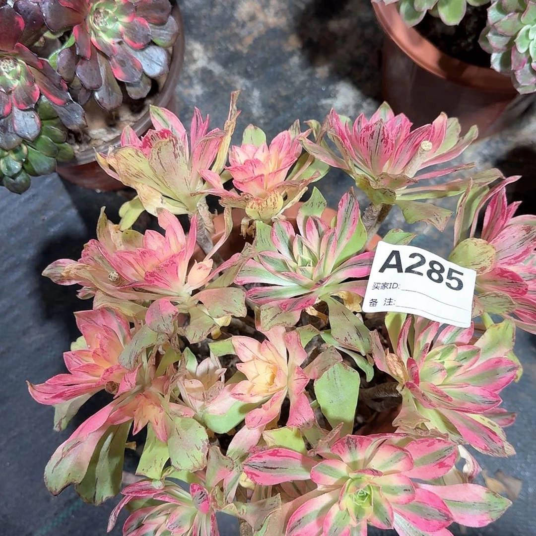 荷花多肉法师a285