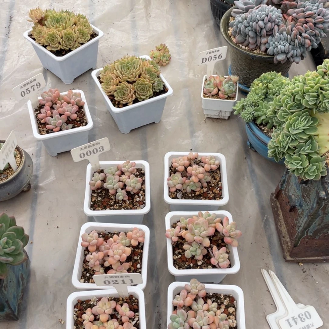 艾*米可奶单头随机两颗