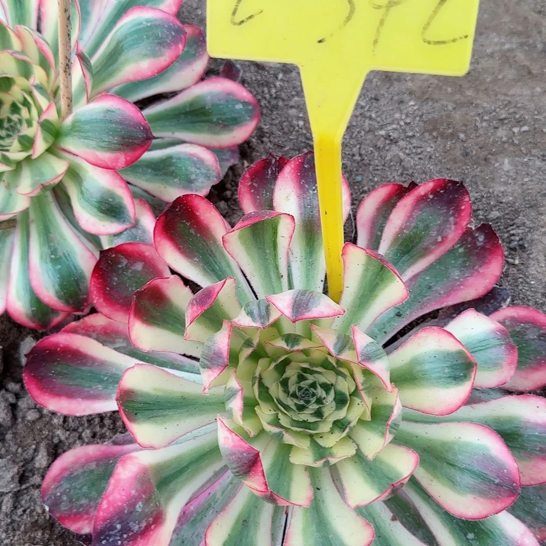 y**m2-342+-+多头多肉植物