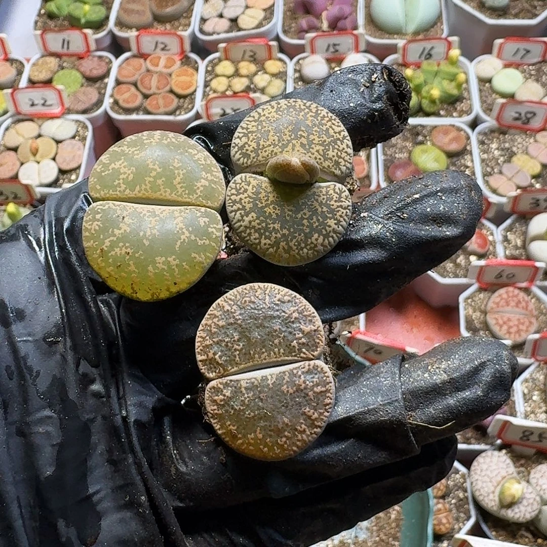 ****️生石花33:：。 72号