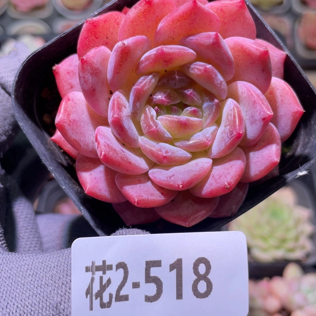 花利美2-518颜霜