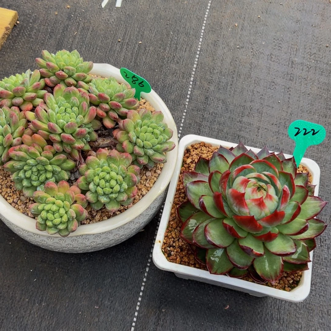 南***宝286222啊我的小可爱们啊