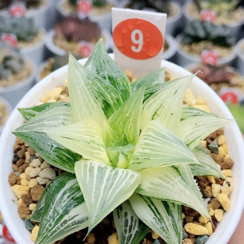【闪购商品】9芭提雅锦