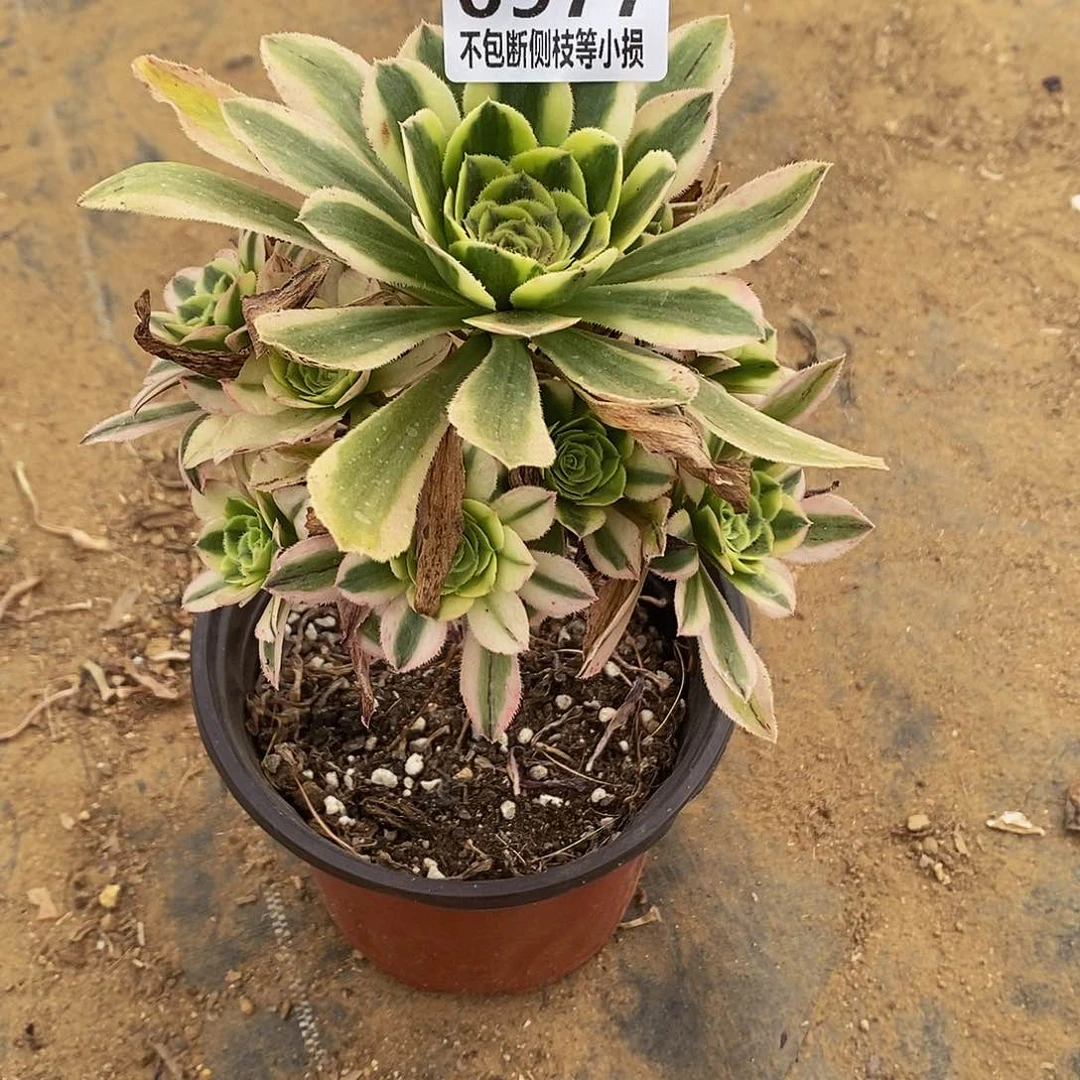 k****n977白兰地 送百合莉莉多肉