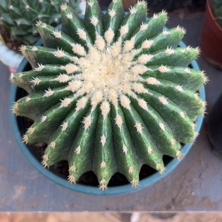 想***里恭喜发财恭喜发财