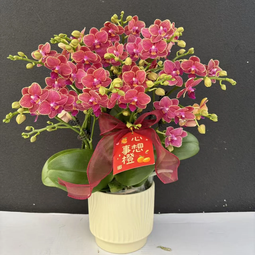 （金边玲珑）带金边蝴蝶兰花卉鲜花高级盆栽观花花卉